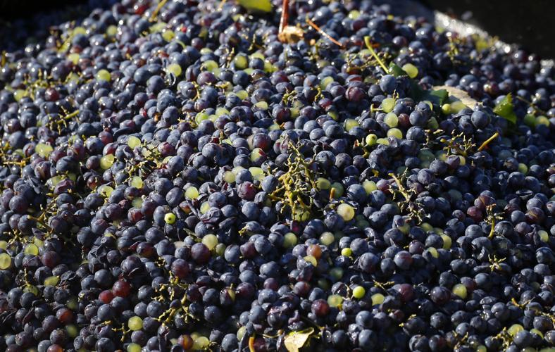 Chautauqua, world\'s biggest Concord grape region, harvests its bounty
