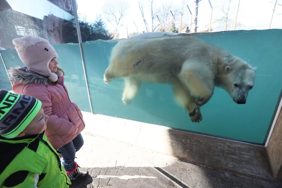 100 Things The Buffalo Zoo Gleams In Winter Entertainment