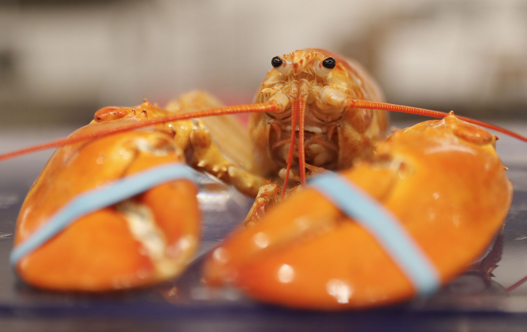 Rare orange lobster lands in Tops grocery tank and avoids becoming