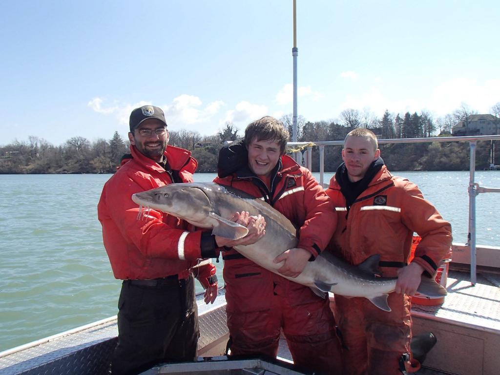 Sturgeon Battles Back To Repopulate Lake Erie Lower Niagara River Local News Buffalonews Com