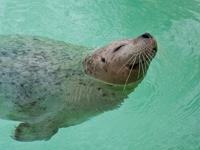 Sandy the seal goes for a swim