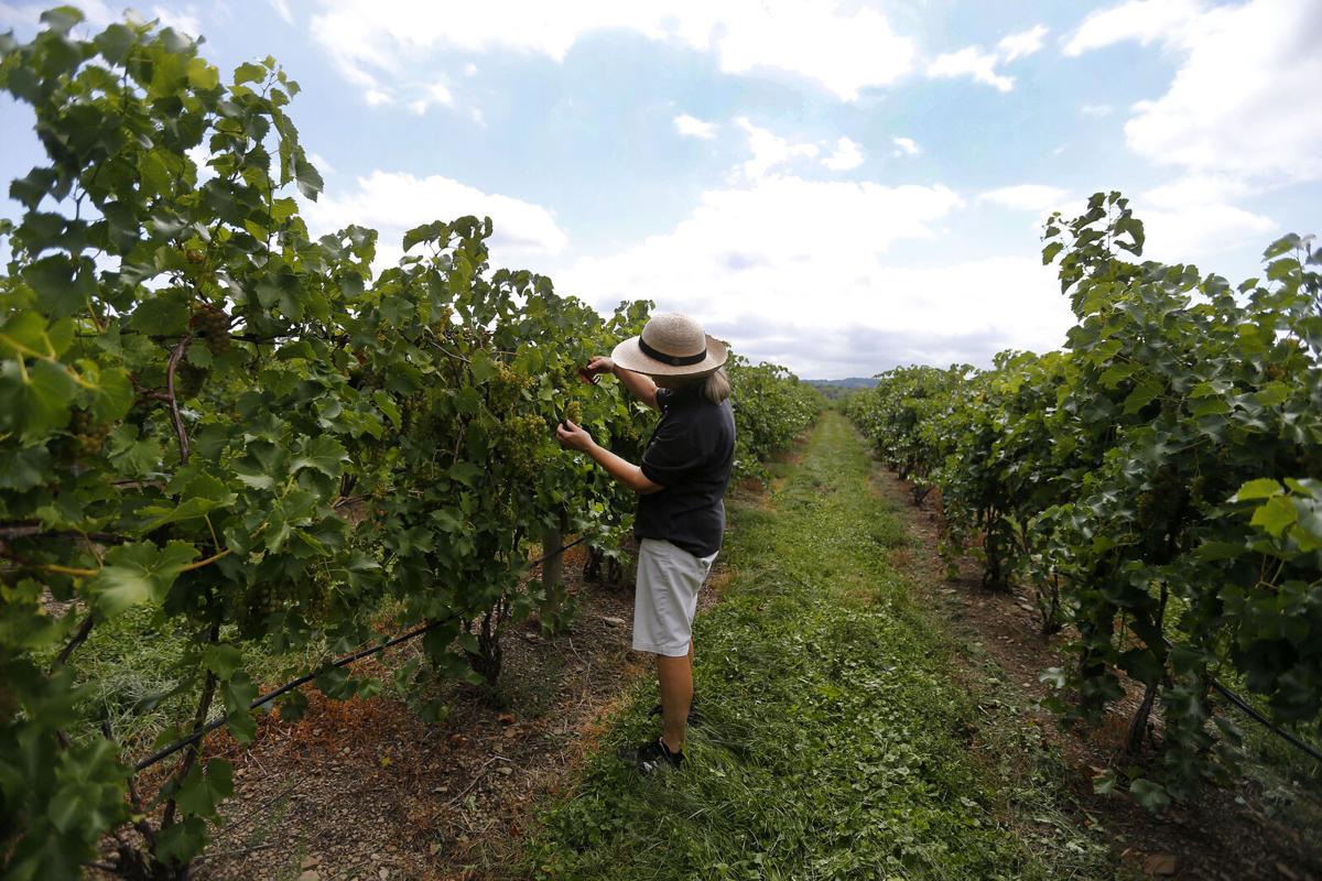 Johnson Estate Winery (copy)