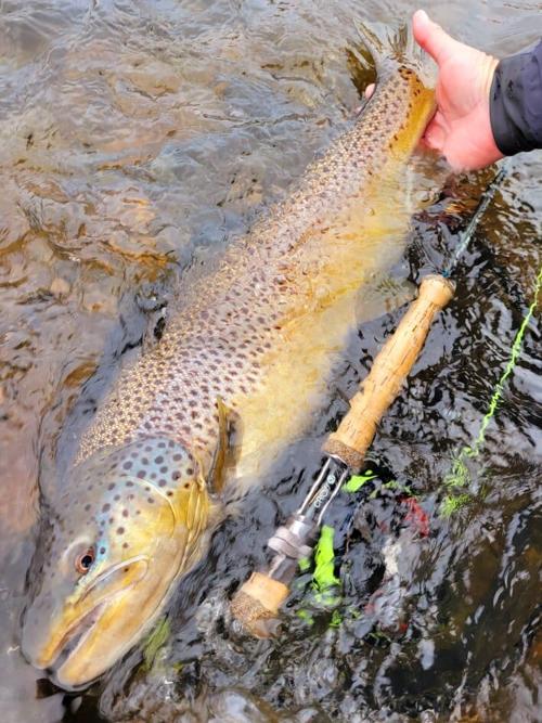 scott feltrinelli ontario fly outfitters lake ontario tributary brown trout