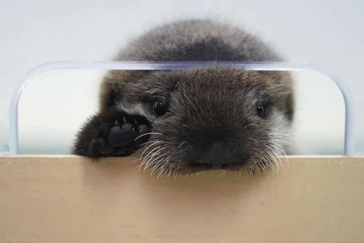 Shedd home otter at new gets sea Chicago\'s pup Orphaned