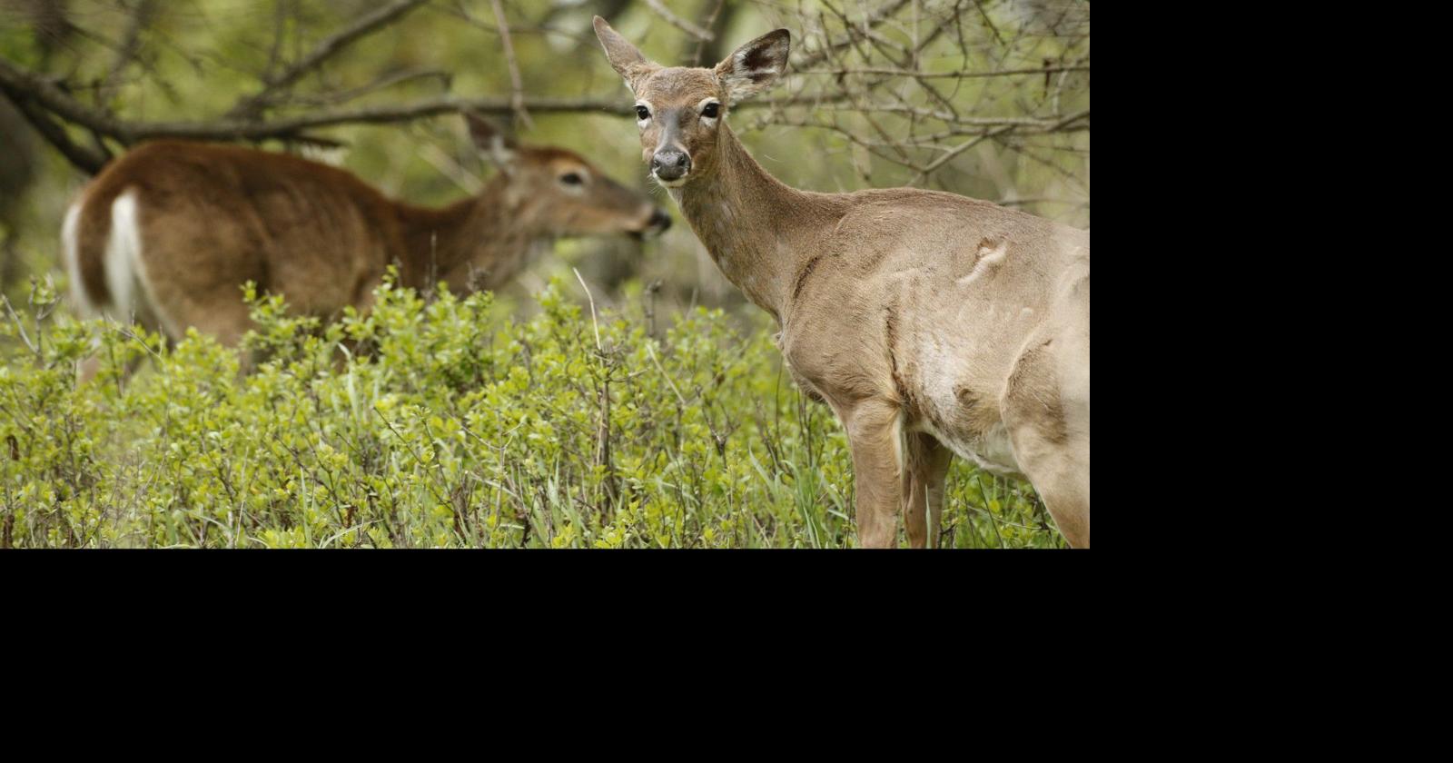 Erie County legislators override Poloncarz veto, allow adolescents to hunt deer