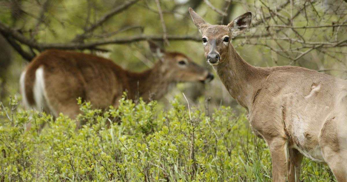 Erie County legislators override Poloncarz veto, allow adolescents to hunt deer