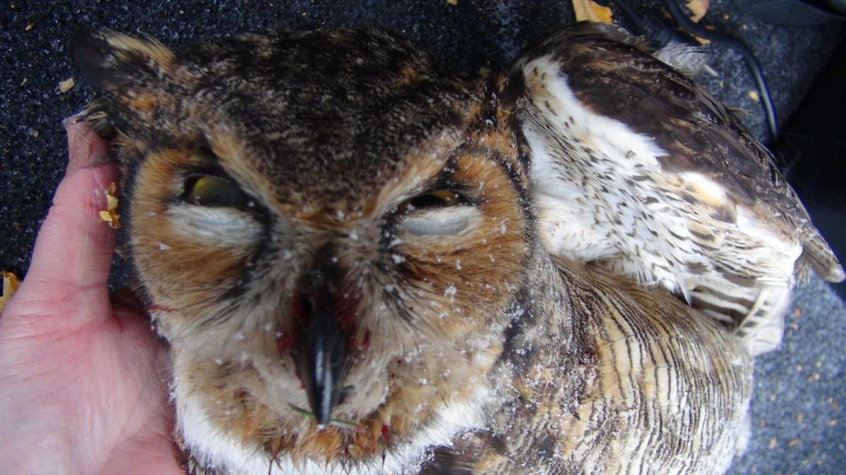 Are birdwatchers to blame for owl's death at Forest Lawn? Local News