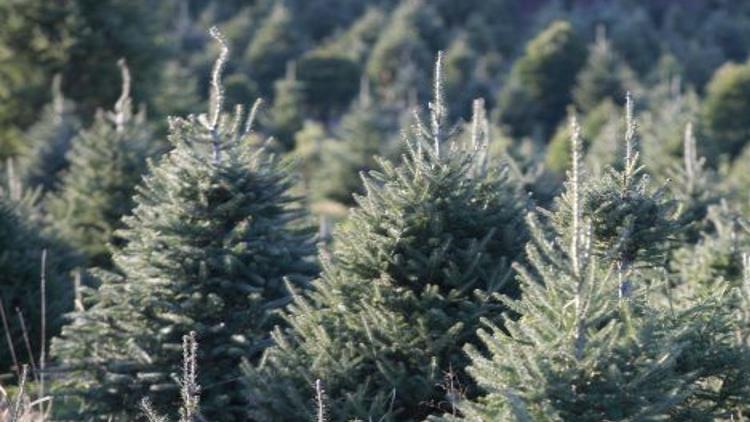 Need A Real Christmas Tree You Re In Luck Home Garden Buffalonews Com