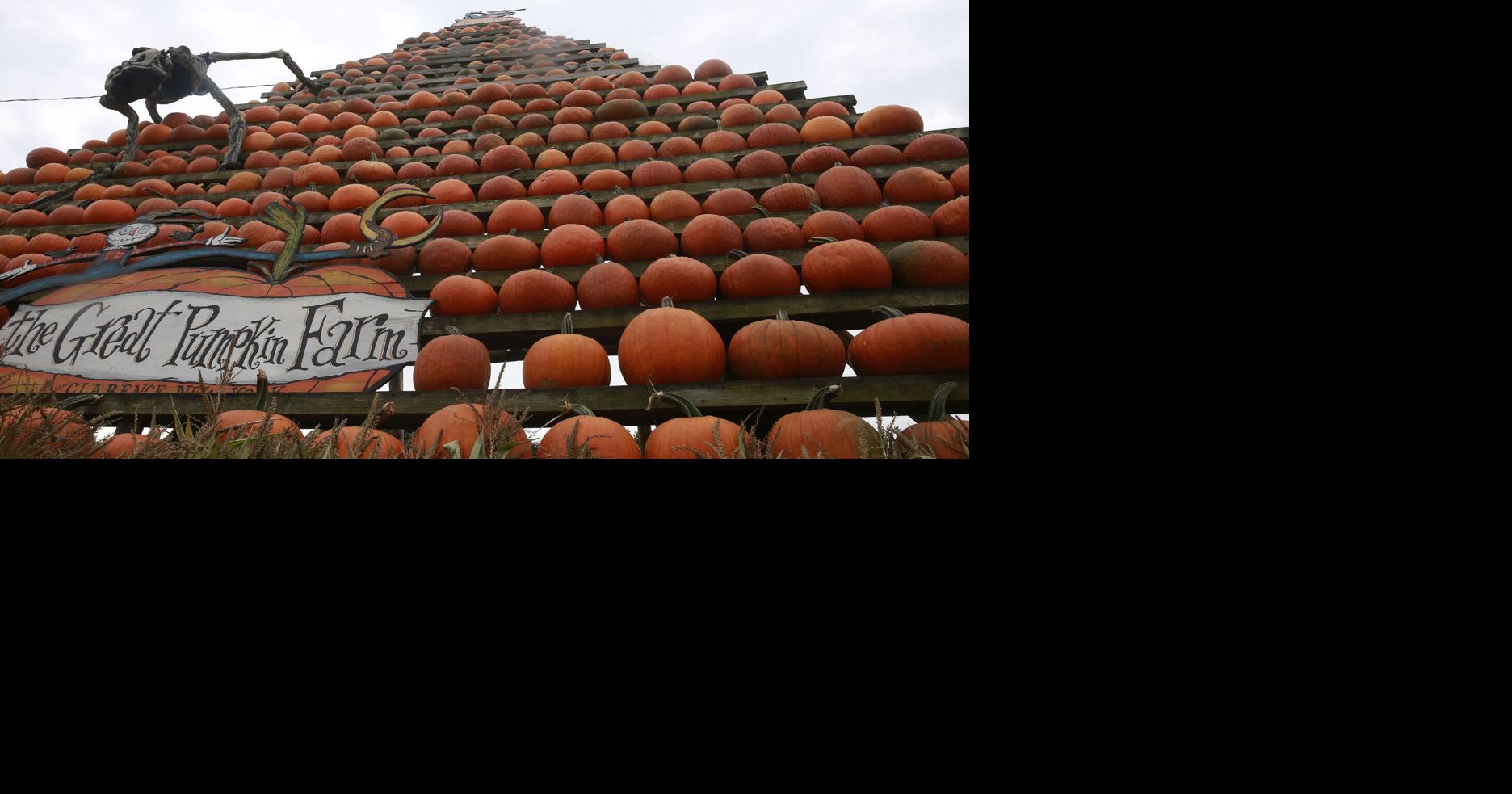Buffalo welcomes fall with pumpkins, hayrides, farm animals