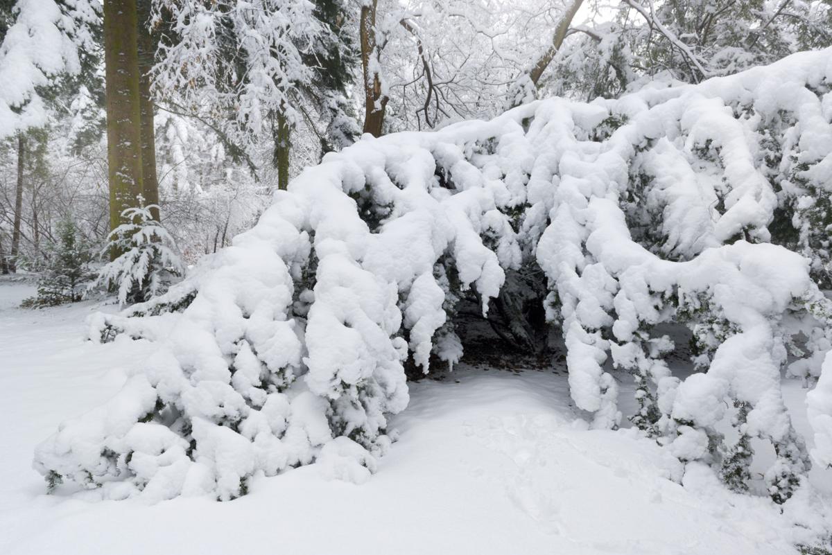 When Planting Shrubs And Trees Keep Winter In Mind Home