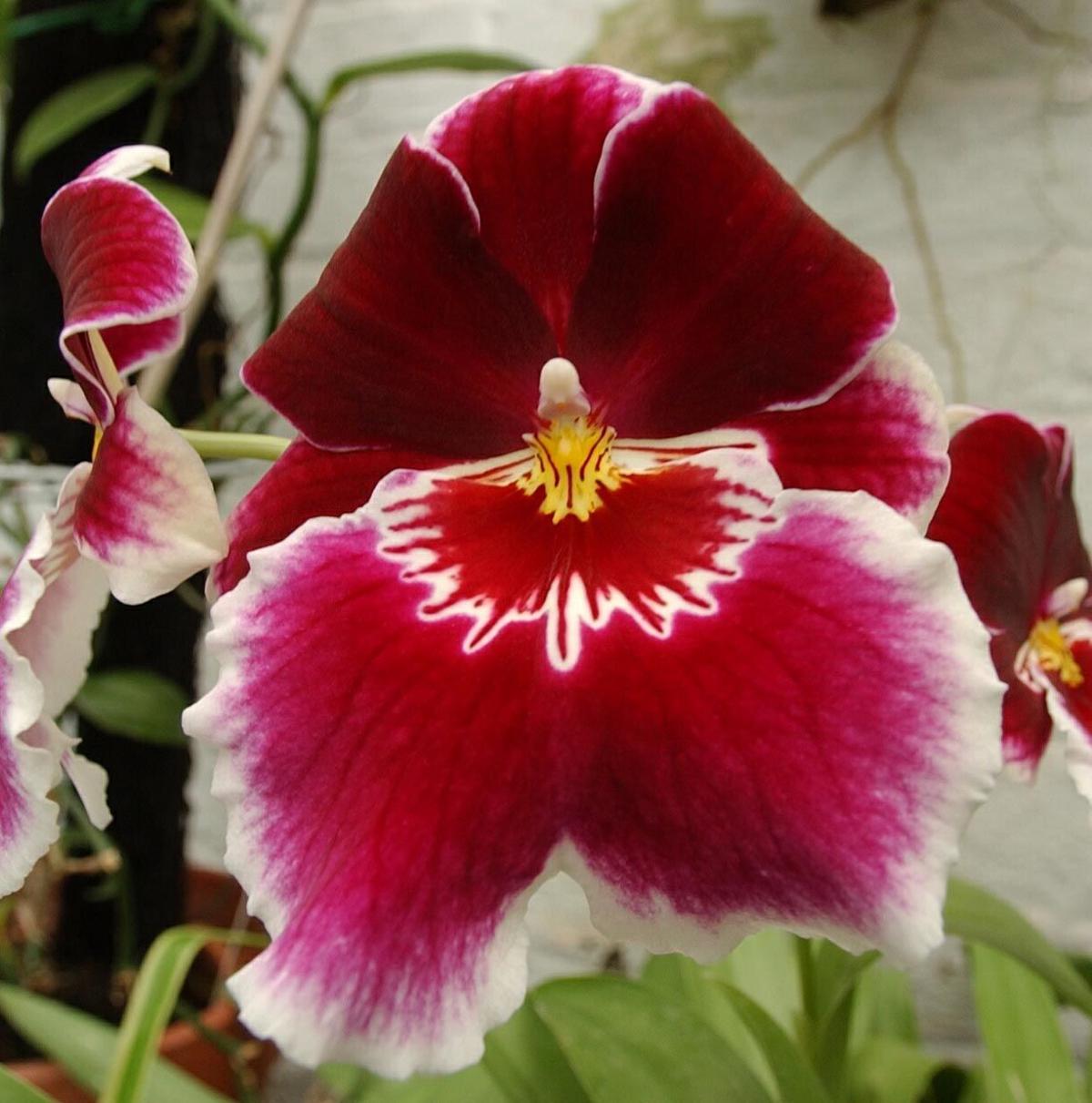 Want To Grow Orchids Don T Be Afraid Home Garden Buffalonews Com