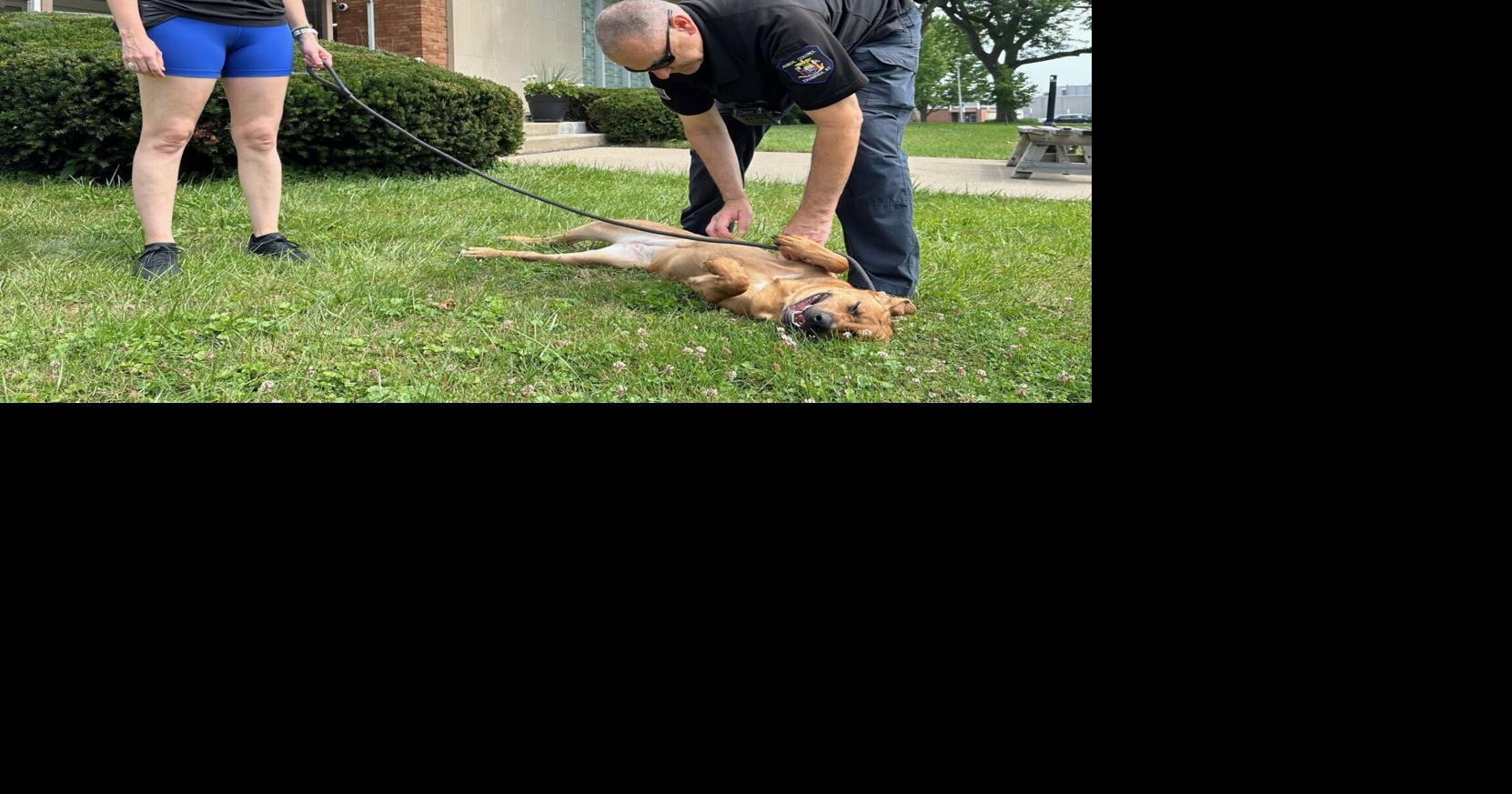 Tonawanda mayor says employees can’t bring dogs to City Hall