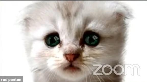 I M Not A Cat The Story Behind How A Texas Attorney Went Viral In A Feline Filter Fiasco National News Buffalonews Com I M Not A Cat The Story Behind How A Texas Attorney Went Viral In A Feline Filter Fiasco National News Buffalonews Com