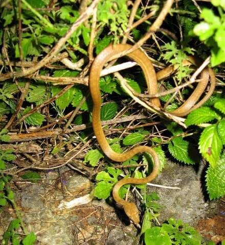How did inbred brown tree snakes take over Guam? Study suggests hidden genetic diversity