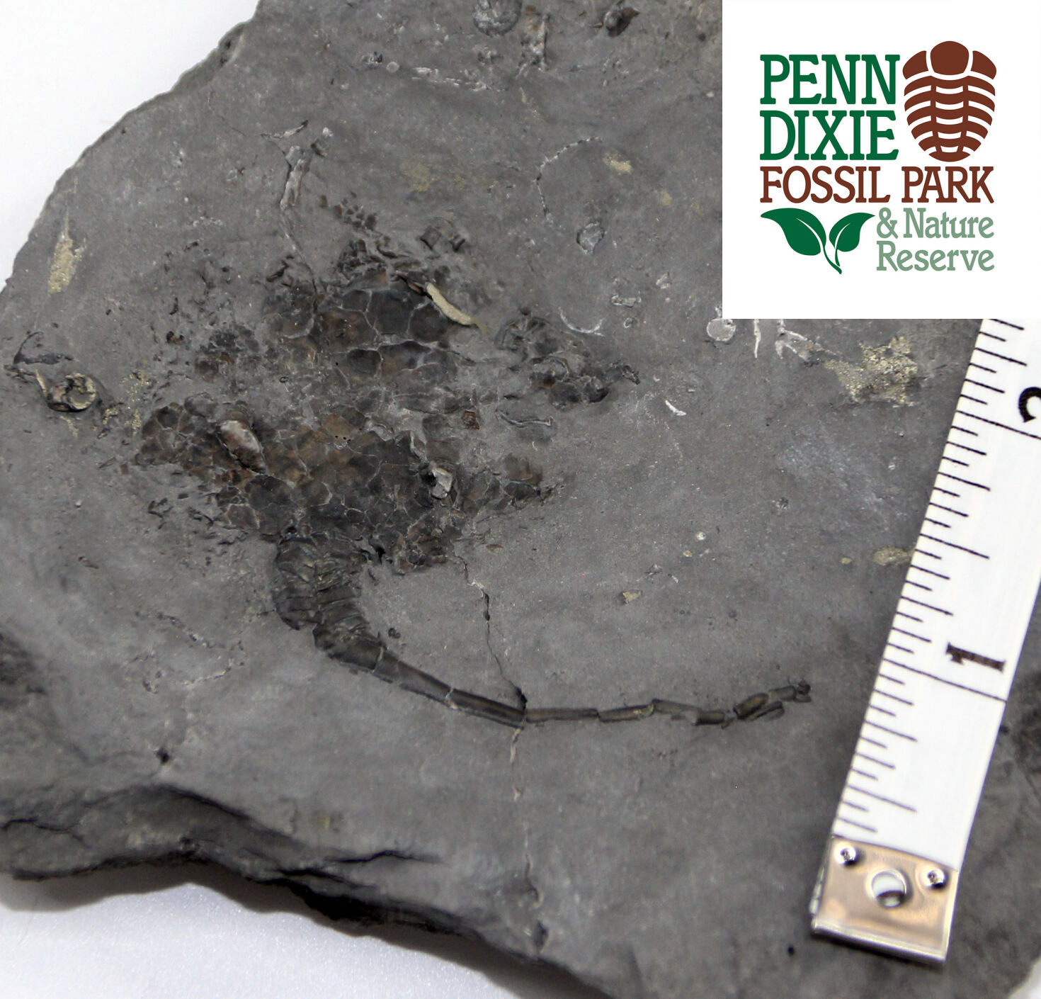 Fossil discovery in Hamburg NY shocks paleontology world