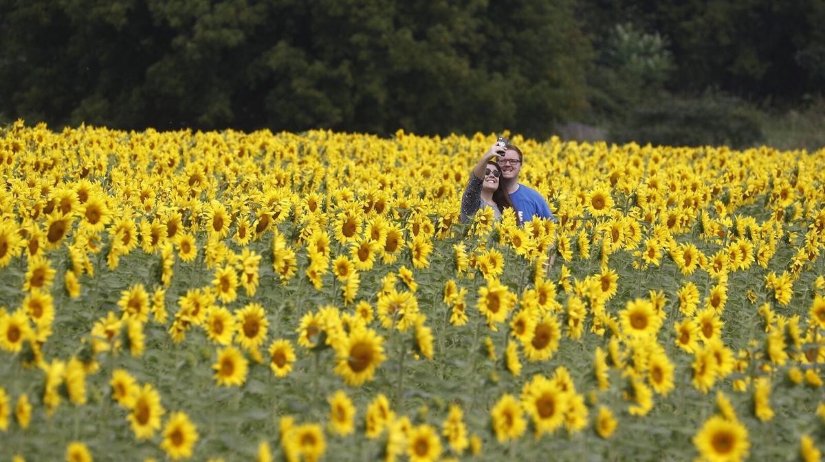 Sunflowers In Sanborn A New Photo Craze Entertainment Buffalonews Com