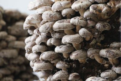 Find Flat 12 mushrooms in quiche, pastries and even mushroom coffee