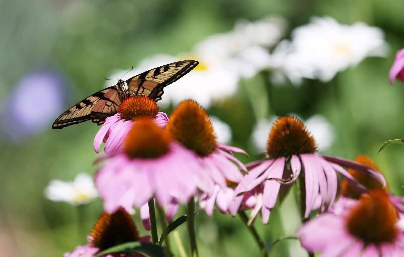 Amherst, Williamsville Garden Walks coming up