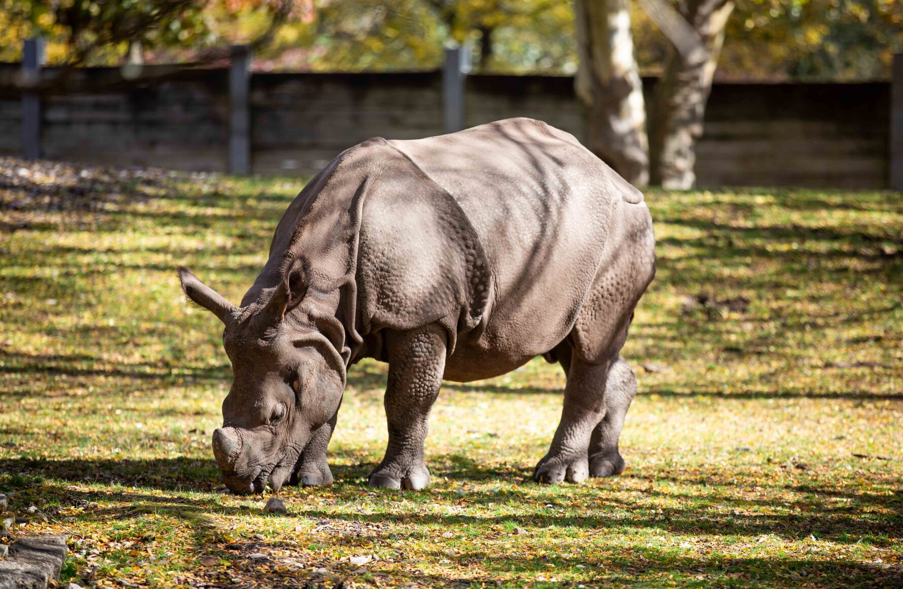 Rhinoceros gets loose briefly at Buffalo Zoo; no injuries or