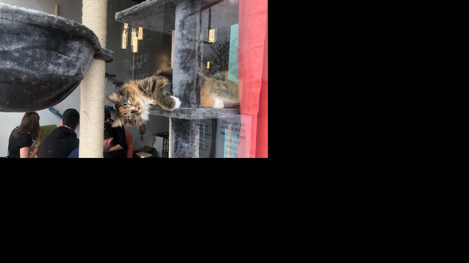 What It S Like At Buffalo S First Cat Cafe Purrfect