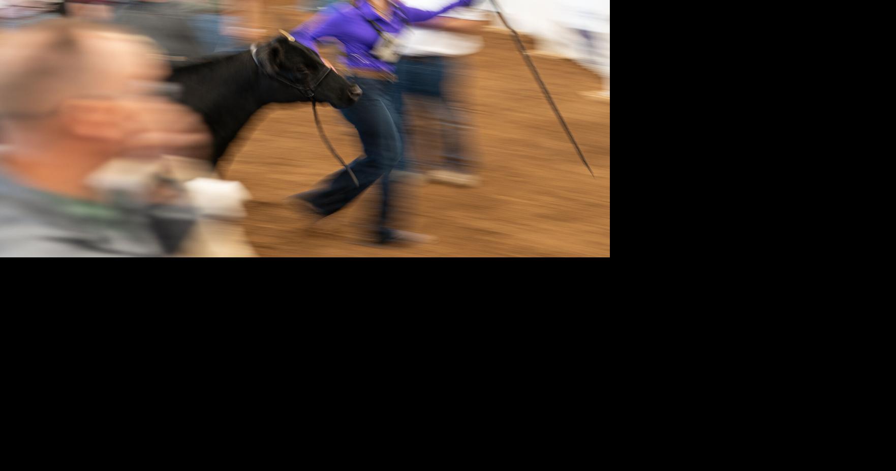 Eastern Regional Junior Angus Show