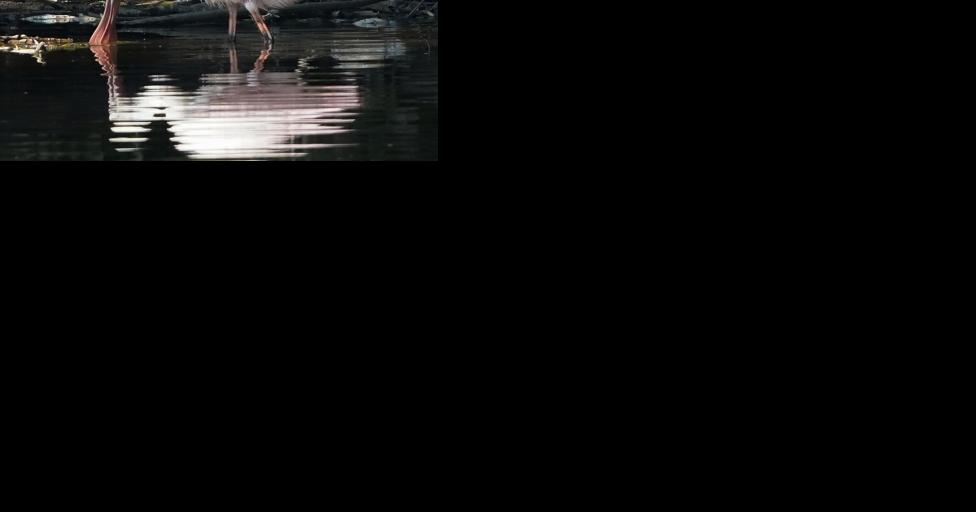Boardwalk planned for Seneca Bluffs - Vimarsana News