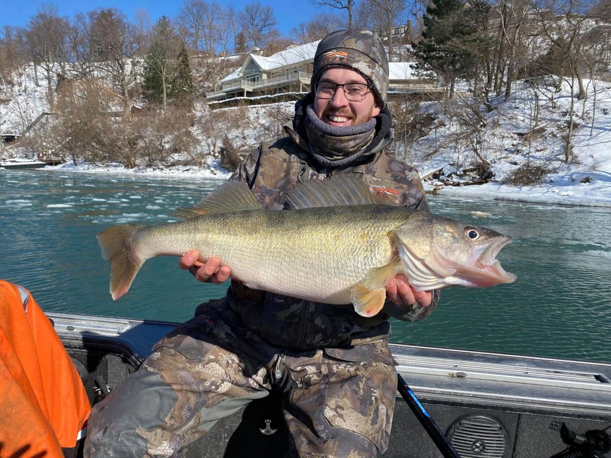 Walleye in lower Niagara