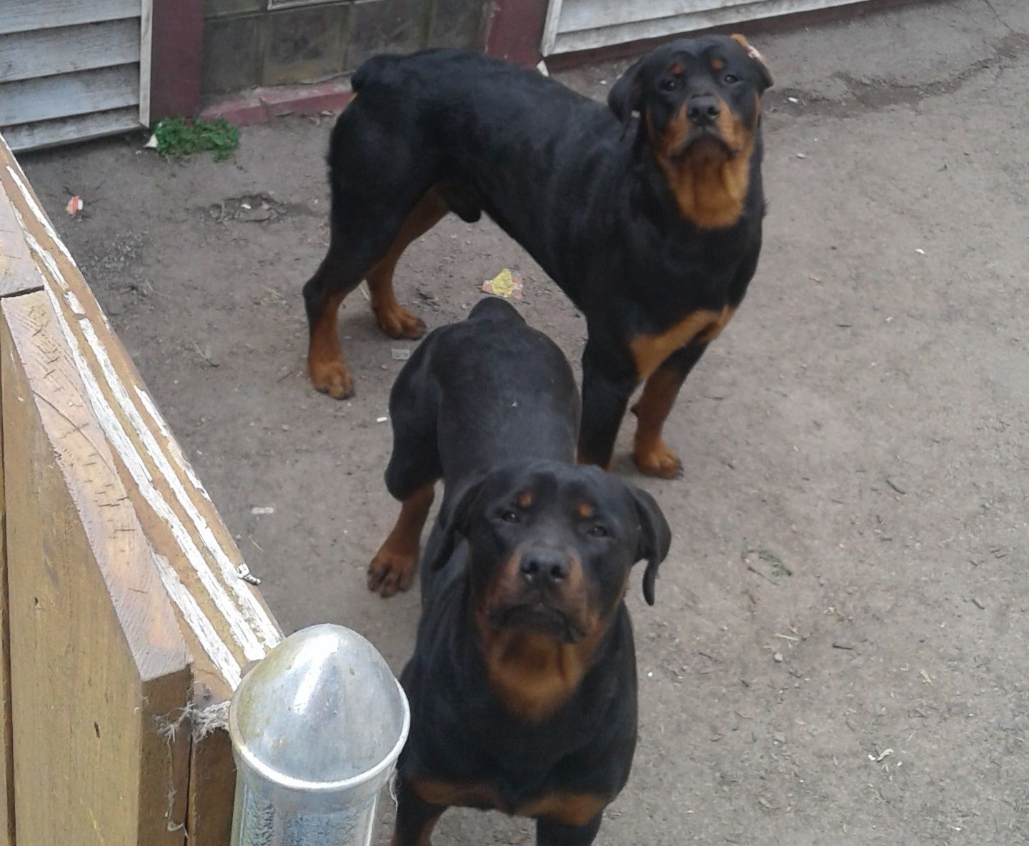 found rottweiler