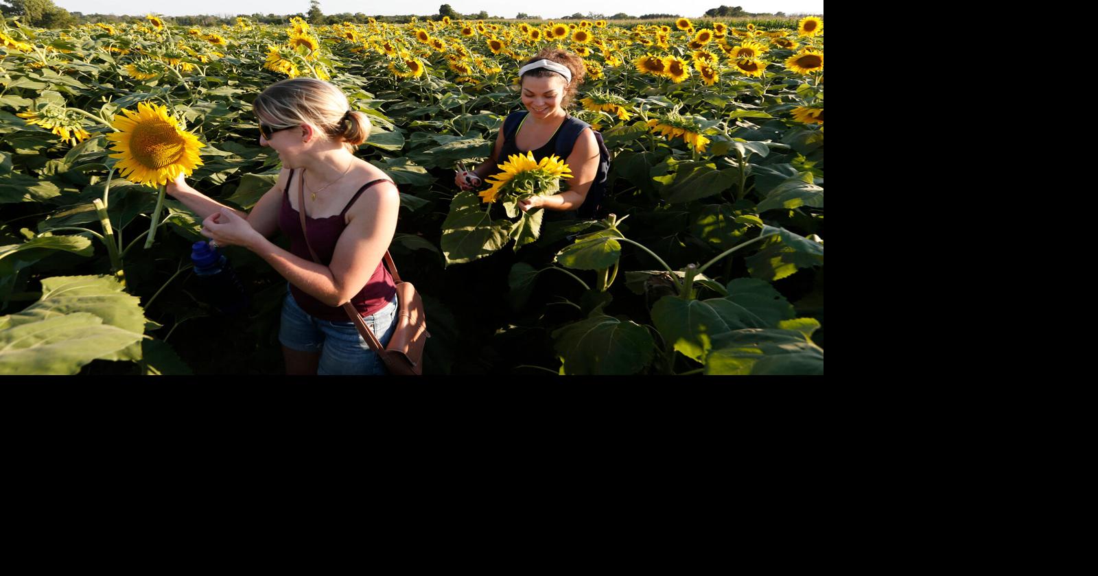 This Week Sunflowers of Sanborn, Chicago, Discover Kenmore