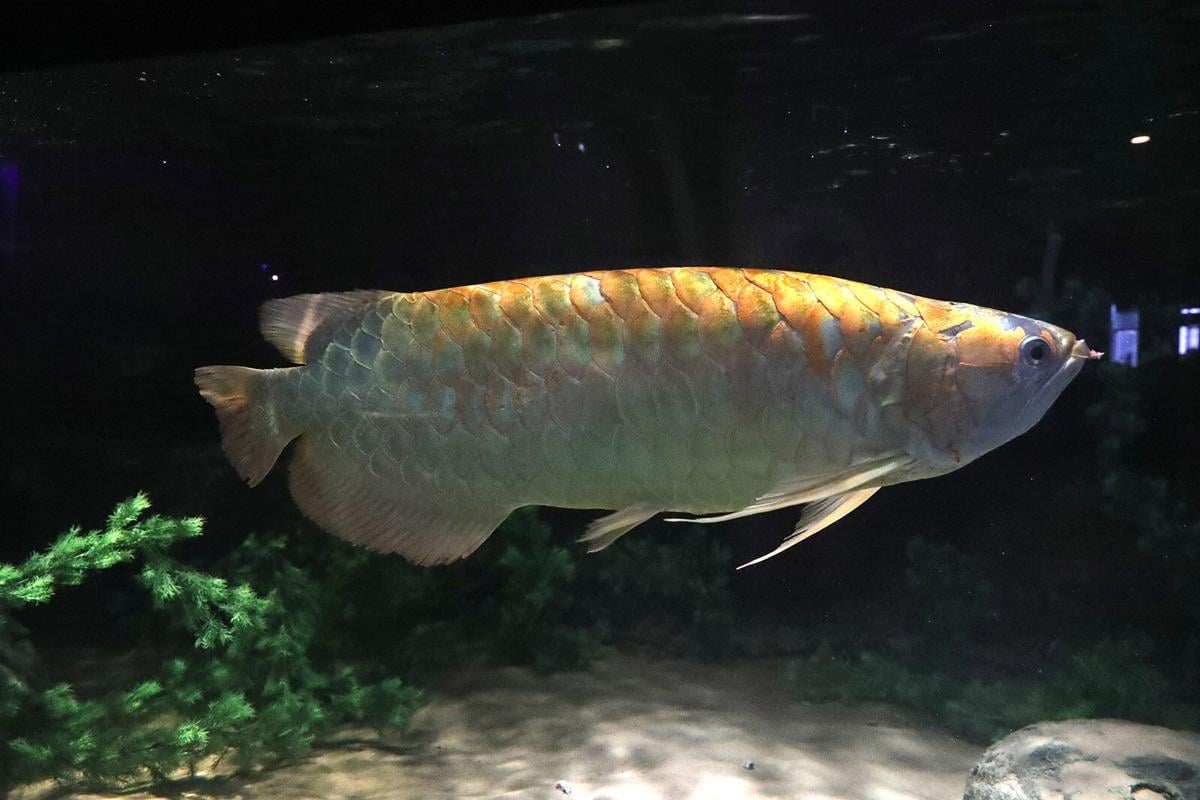 New fish species discovered after decades of popularity in the aquarium  trade
