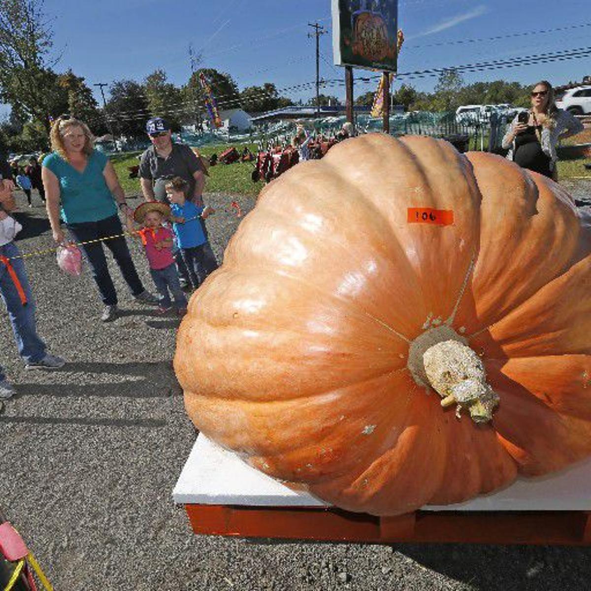 Pumpkin Weigh In Winner Sets State Record A Nearly One Ton Entertainment Buffalonews Com