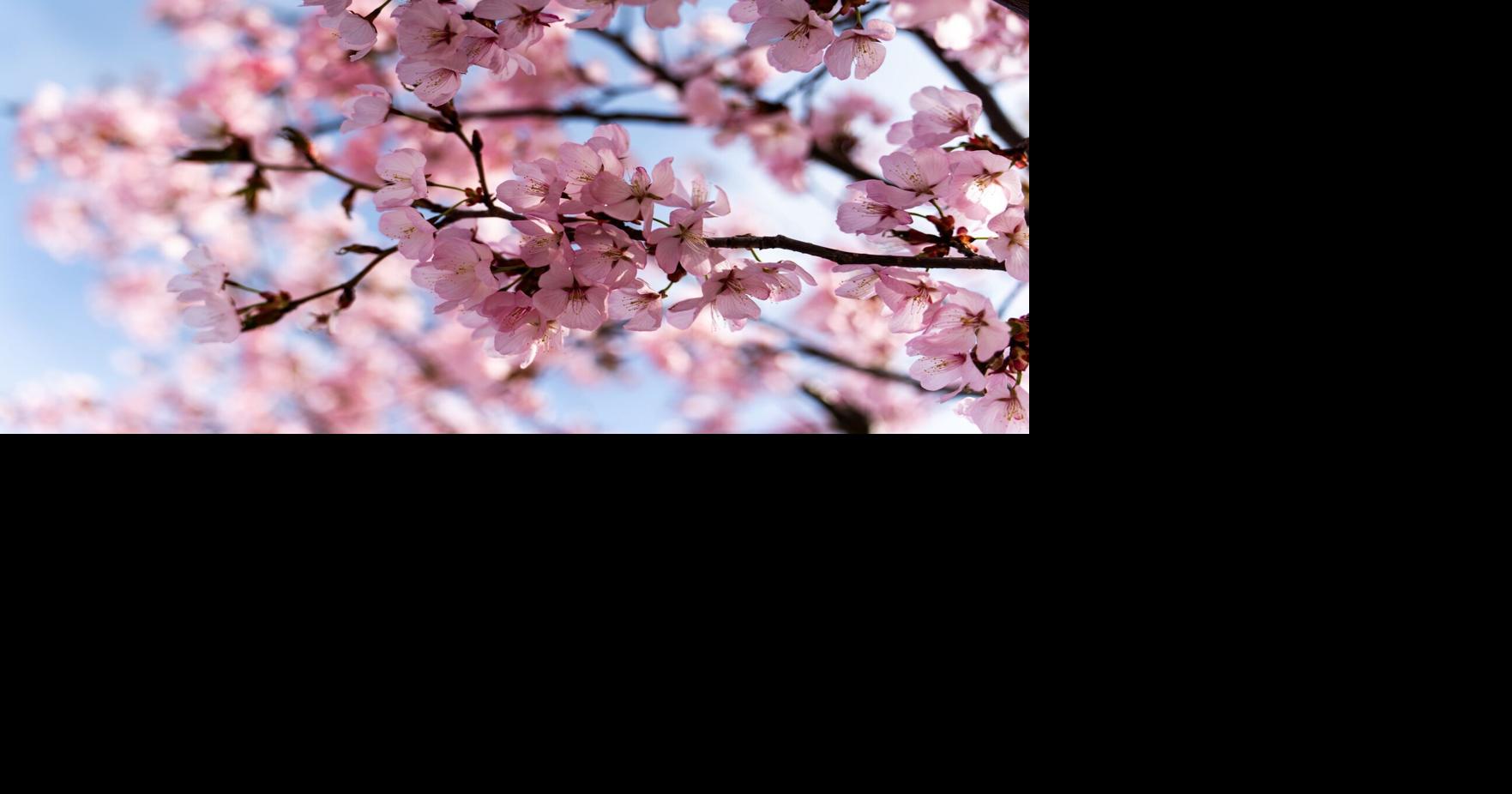 Things to Do: Cherry Blossom Festival is ready to bloom; an evening with John Legend