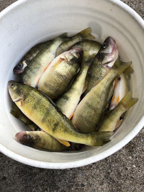 Steve Brzuszkiewicz perch Lake Erie Point Breeze