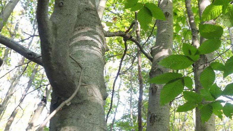 The Massacre Of American Beech Trees In A Chautauqua Forest Local News Buffalonews Com
