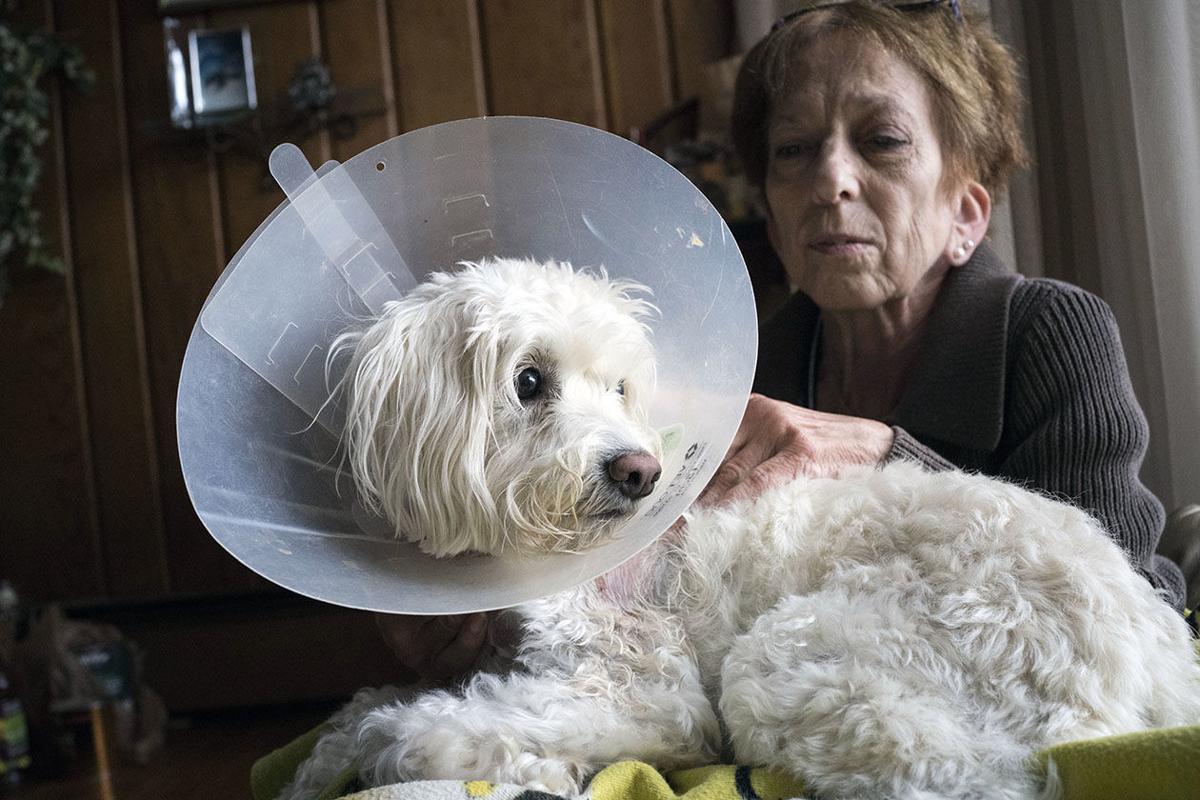 second pit bull attack magnifies grand