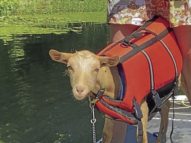 Paddle Boarding Goat