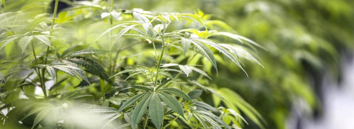 Lawmakers still pushing to legalize pot, but there's a Plan B - Local News  - buffalonews.com