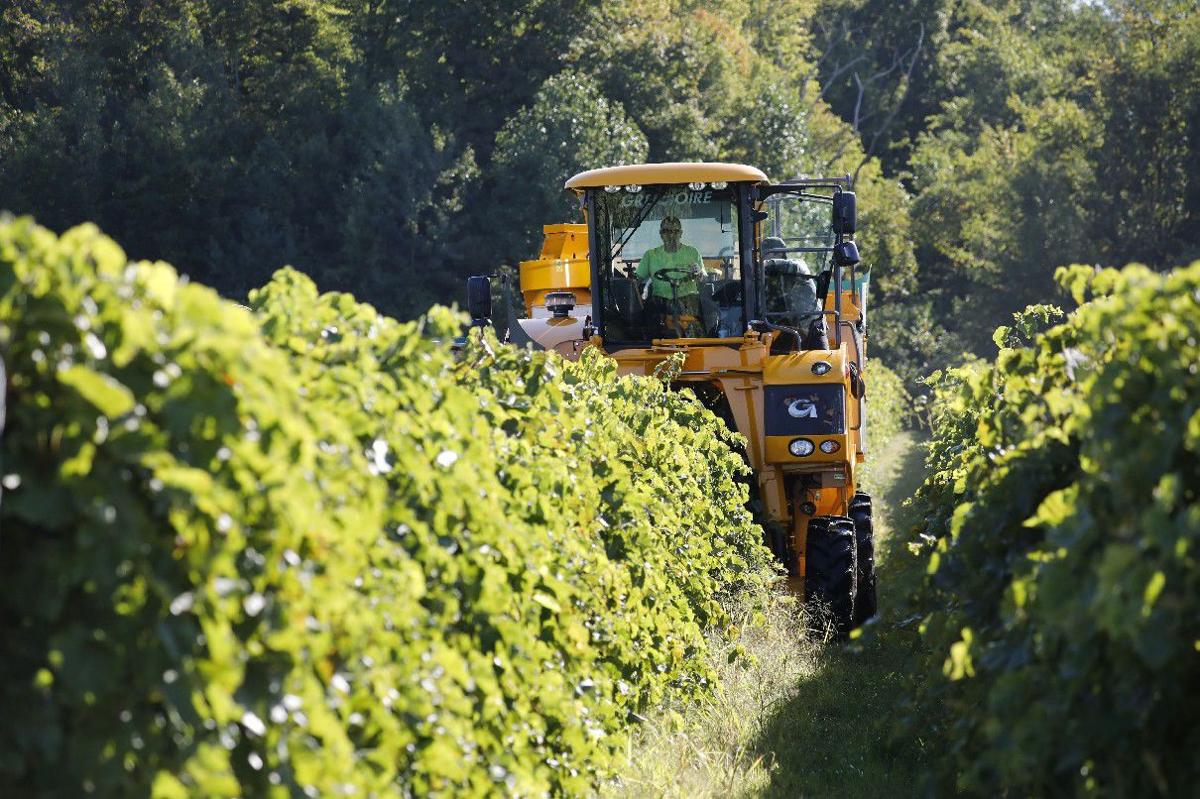 As grape harvest begins, Lake Erie farmers get a blessing and say a