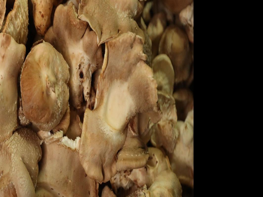At Flat 12 On The West Side Business Is Mushrooming Dining Buffalonews Com