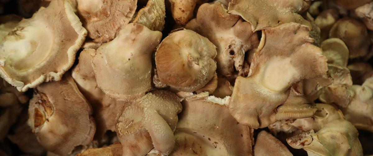 At Flat 12 On The West Side Business Is Mushrooming Dining Buffalonews Com