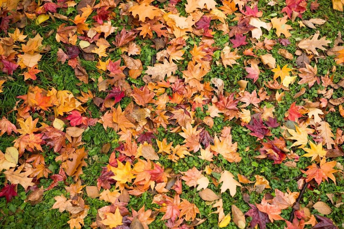 Fall leaves