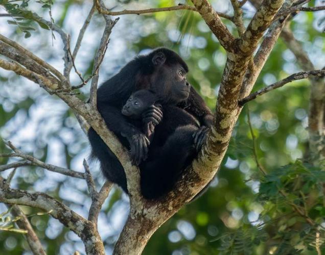 New global early warning system forecasts biodiversity exposure to extreme heat
