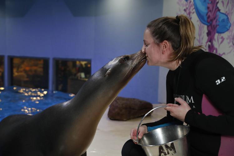 Marine Mammals - Aquarium of Niagara