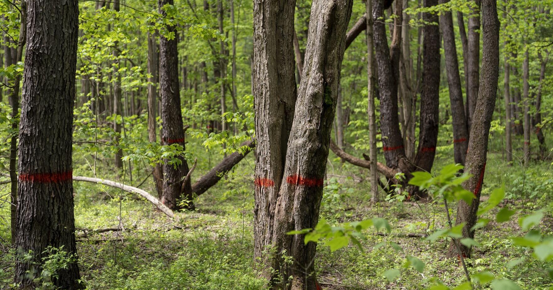 Advocates are right to question logging at Zoar Valley - Vimarsana News