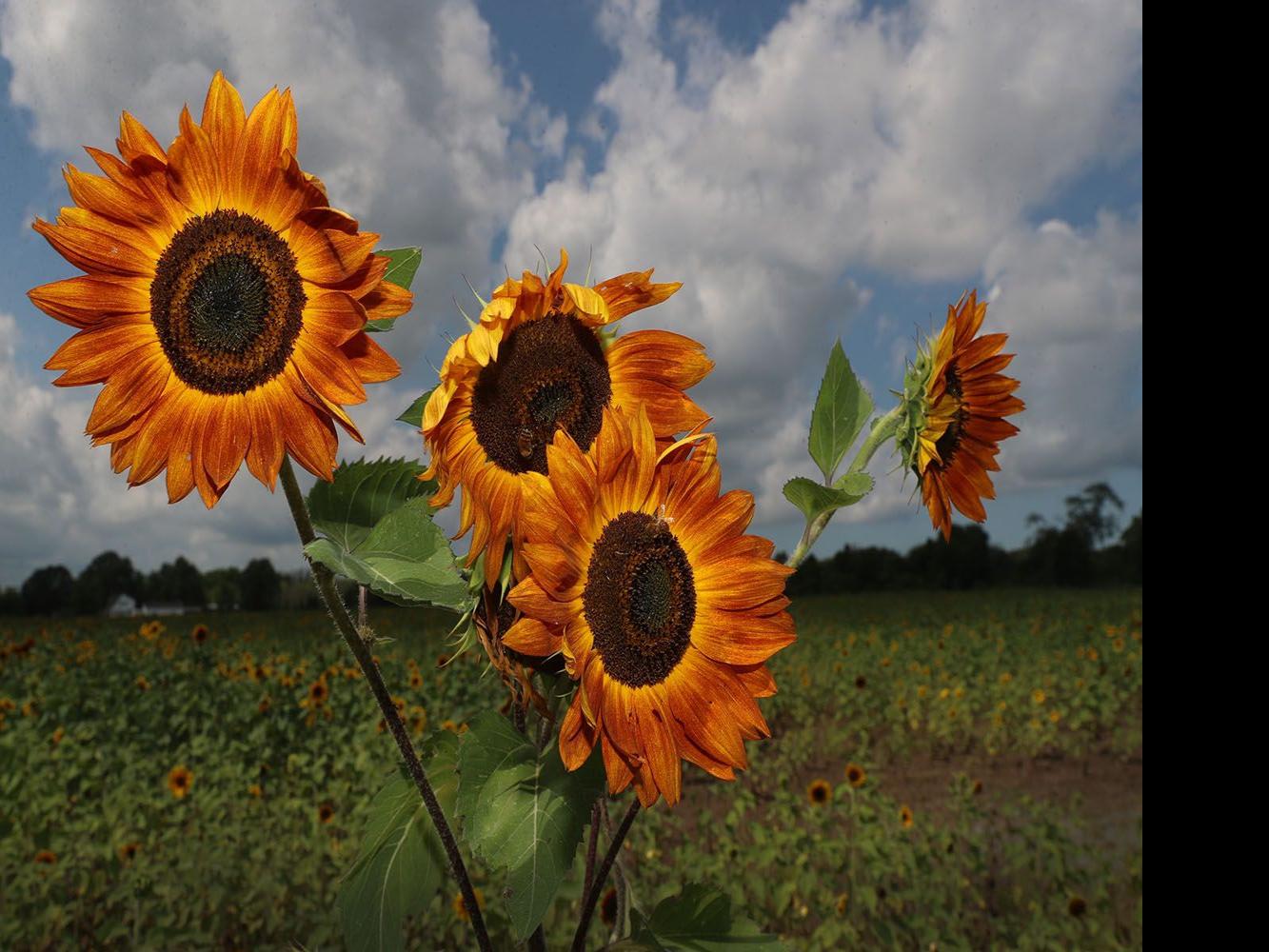 Sunflowers Of Sanborn Returns Announces Food Truck Weekends Entertainment Buffalonews Com