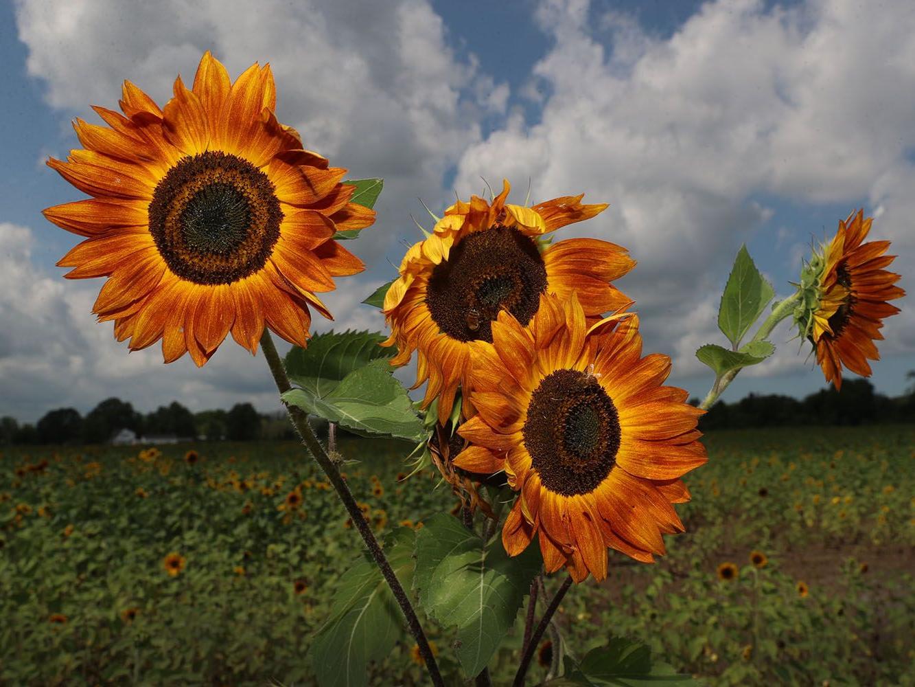 Sunflowers Of Sanborn Returns Announces Food Truck Weekends Entertainment Buffalonews Com