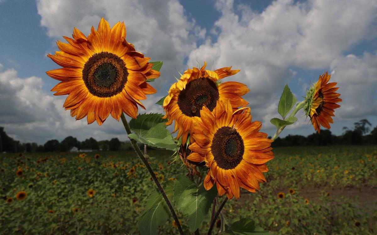 Sunflowers of Sanborn returns, announces Food Truck weekends