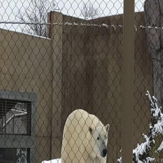 Man Arrested After Seeking Close Encounter With Polar Bear Crime News Buffalonews Com