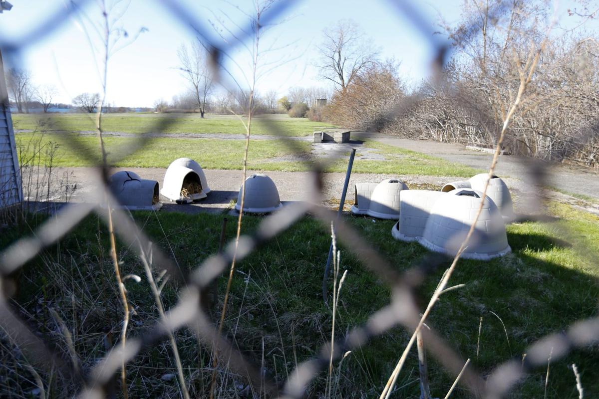 Feral Cats Program On Tonawanda Island Suffers A Setback Local News Buffalonews Com