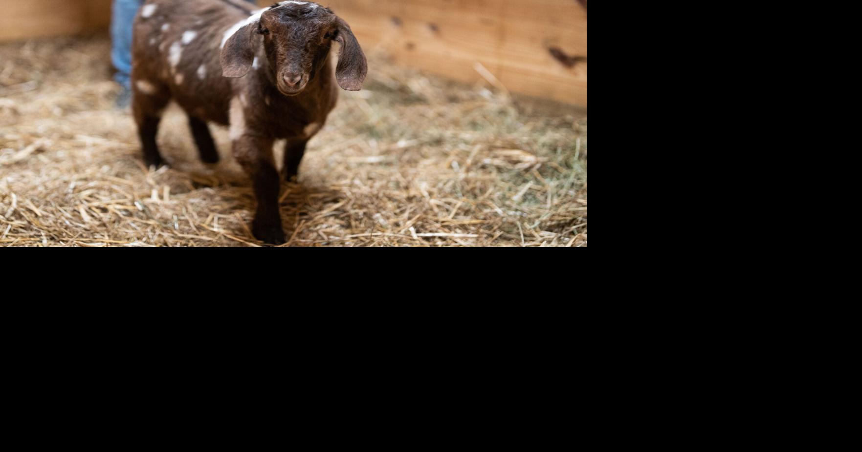 Accused animal abuser a no show in Cheektowaga Town Court